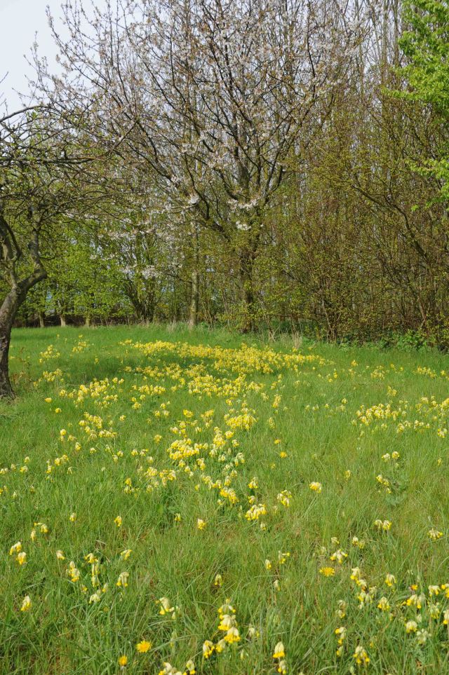 cowslips in orchard