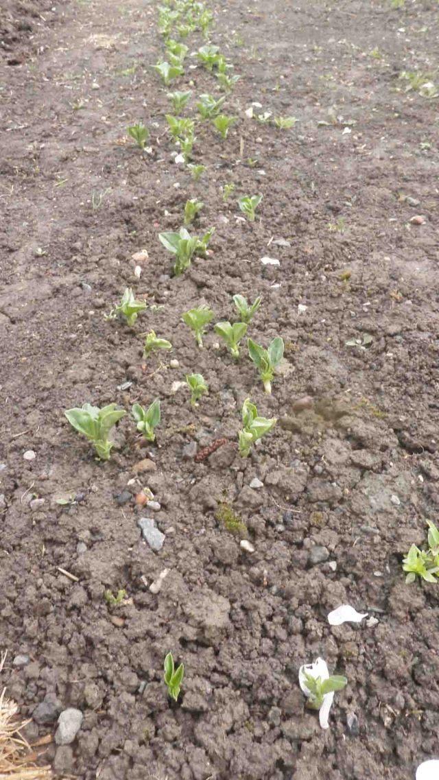 Broad beans coming through