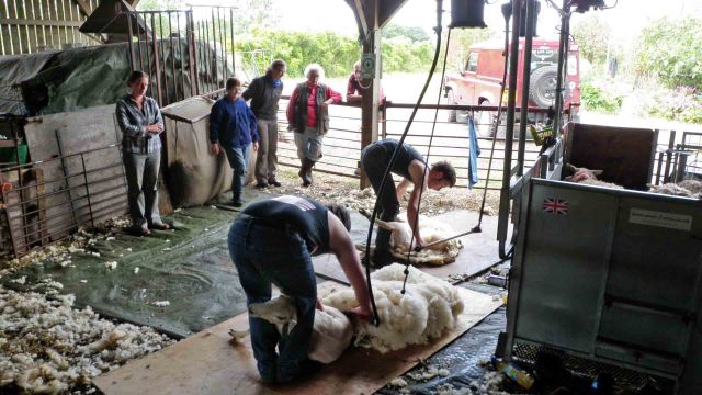 The shearers in action