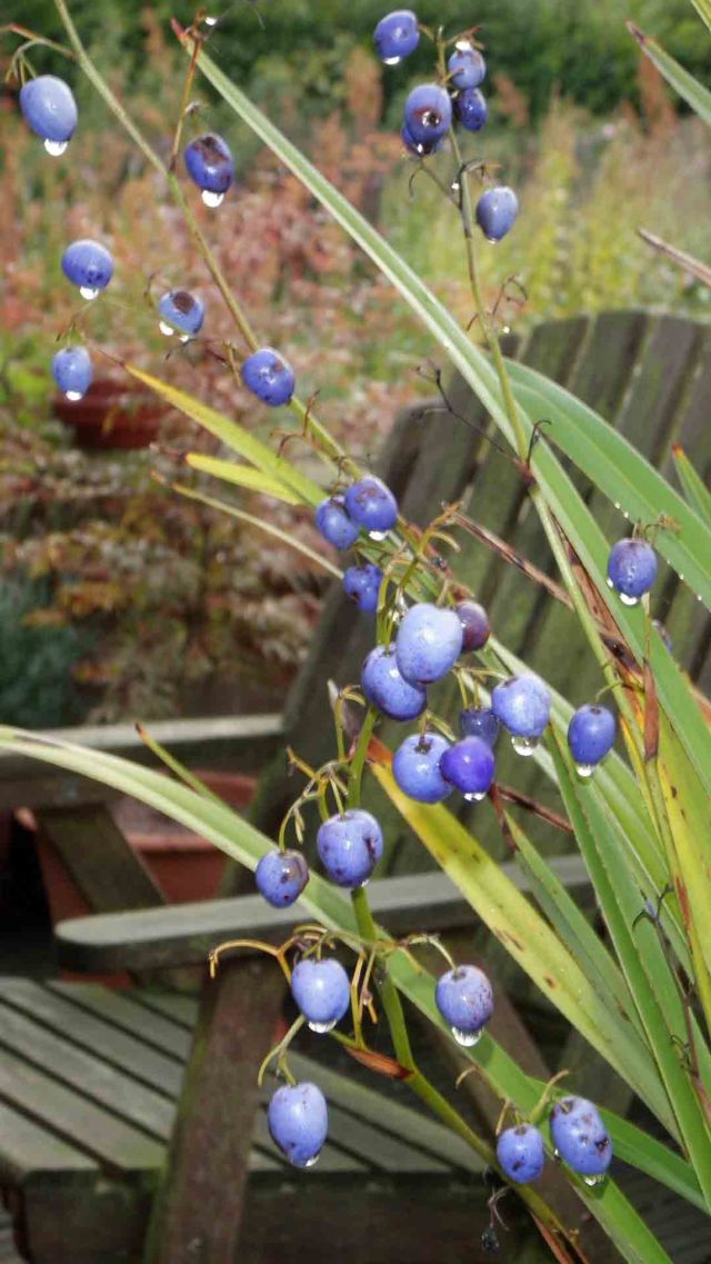 The berries of Dianella nigra on a dewy morning.