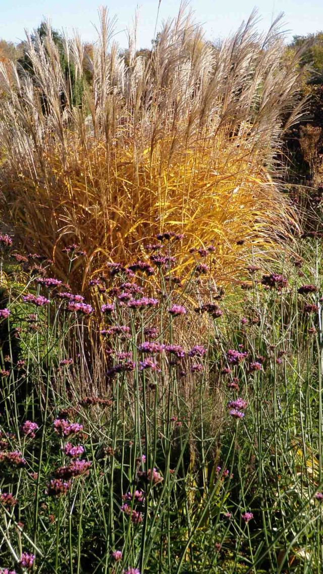 Very late autumn colour. A Miscanthus grass behind Verbena bonariensis, unusually still in flower, thanks to the warm autumn.