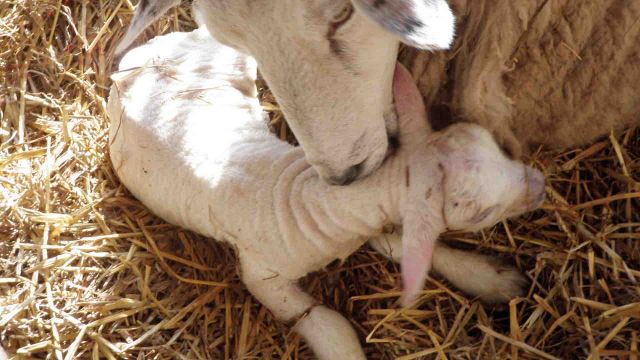 New-born lamb