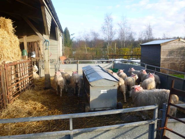 The gimmers in the yard beside the barn (where they can shelter when it’s wet).