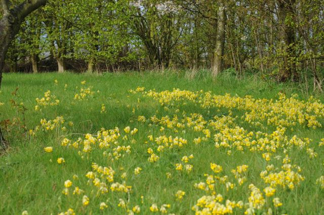 A view of the orchard in April 2012, with a fine display of self-seeded cowslips which thrive in the wet, clay-rich soil.
