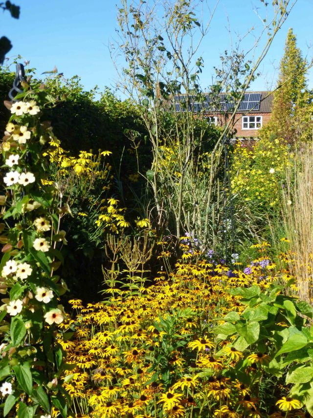 A shady part of the Long Border, where yellow flowers predominate. Note the Black-Eyed Susan (from Sarah Raven) on the small obelisk (left, foreground), 2 varieties of Rudbekia in the mid-foreground and the tall Helianthus Lemon Queen, in the background.