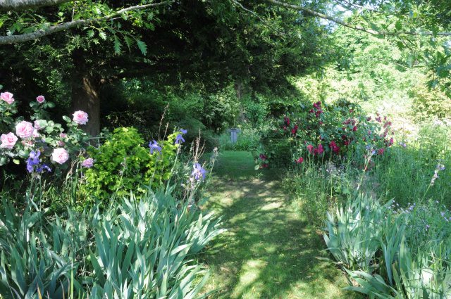 A view along the walk towards the wooden sundial, with roses in full bloom. Roses growing in more shaded areas have been particularly good this year.